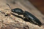 crepidophorus-mutilatus2-foto-koehler