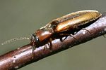 dalopius-marginatus-foto-faasen