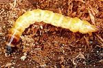 danocoma-conspersus-larva-foto-blanc