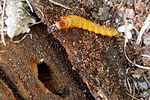 danosoma-fasciata-larva-foto-blanc