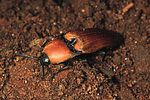 elater-ferrugineus-foto-tolasch