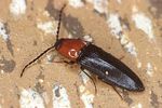 ischnodes-sanguinicollis-foto-bense