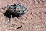 julodis-syriaca-palmirensis2-foto-preiss