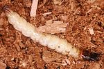 lacon-lepidopterus-larva-foto-polacek