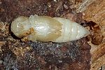 lacon-lepidopterus-pupa-foto-blanc
