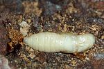 lacon-lepidopterus-pupa2-foto-blanc