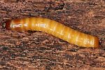 limoniscus-violaceus-larva-foto-koehler