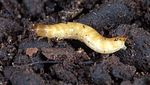 limoniscus-violaceus-larva-foto-weidlich