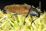 phyllocerus-elateroides-foto-dvorak
