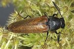phyllocerus-elateroides2-foto-dvorak