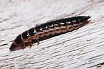 stenagostus-rhombeus-larva-foto-hamers