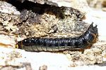 stenagostus-rhombeus-larva-foto-krejcik