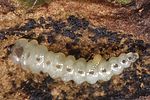 trachys-scrobiculatus-larve-foto-wernerrose