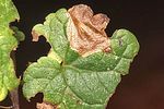 trachys-scrobiculatus-mine2-foto-wernerrose