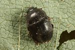 acanthogethes-solidus-male-foto-altmann