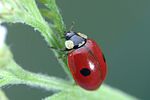 adalia-bipunctata-foto-weidlich