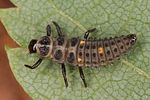 adalia-bipunctata-larve-foto-altmann