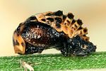 adalia-bipunctata-pupa-foto-dvorak