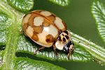 adalia-decempunctata-foto-rindlisbacher