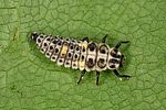 adalia-decempunctata-larva-foto-altmann