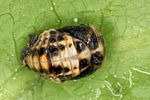 adalia-decempunctata-pupa-foto-altmann