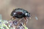 aspidiphorus-orbiculatus2-foto-weidlich