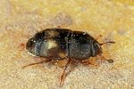carpophilus-hemipterus2-foto-altmann