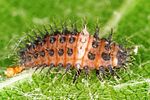 chilocorus-bipustulatus-larva-foto-altmann