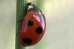 coccinella-algerica-foto-martinez