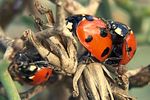 coccinella-algerica-paar-foto-martinez