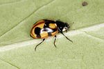 coccinella-hieroglyphica-foto-benisch