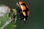 coccinella-hieroglyphica-foto-faasen