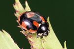 coccinella-hieroglyphica-foto-weidlich
