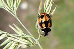 coccinella-hieroglyphica2-foto-medger