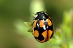 coccinella-hieroglyphica2-foto-michalowski