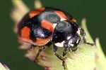 coccinella-hieroglyphica2-foto-weidlich
