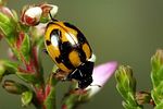 coccinella-hieroglyphica4-foto-koehler