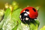 coccinella-magnifica-foto-koehler
