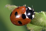 coccinella-magnifica-foto-weidlich