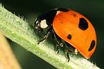 coccinella-magnifica3-foto-koehler