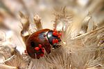 coccinella-quinquepunctata-foto-dirtsa