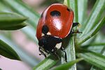 coccinella-quinquepunctata-foto-faasen