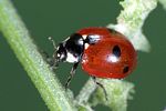 coccinella-quinquepunctata-foto-weidlich
