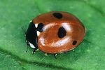 coccinella-quinquepunctata-foto2-polacek