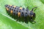 coccinella-quinquepunctata-larva-foto-kruithof