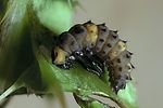 coccinella-quinquepunctata-prepupa-foto-kruithof