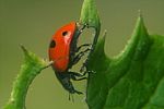 coccinella-quinquepunctata2-foto-koehler