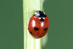 coccinella-quinquepunctata2-foto-weidlich