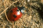 coccinella-quinquepunctata3-foto-koehler