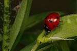 coccinella-septempunctata-aphidae-foto-erezuma